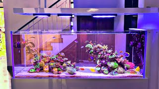 INSANE Peninsula Style Reef Tank Setup [upl. by Elyc92]