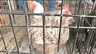 Rare Roosters at the Amish Animal Auction Sept Part 1 [upl. by Dode]