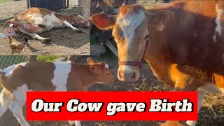 ਸਾਡੀ ਗਾਂ ਨੇ ਬੱਚਾ ਦੇ ਦਿੱਤਾ  Finally Our 🐄 Cow Gave Birth  Cow Delivery  Farm video [upl. by Liebowitz467]