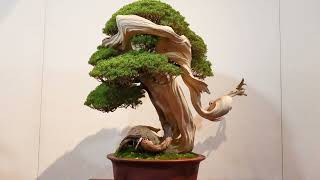 96th Kokufu Bonsai Show Tokyo Japan 2022 1st Part [upl. by Esbenshade]