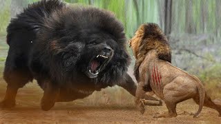 Lion Vs Tibetan Mastiff Video  Tibetan Mastiff Vs Lion In a Real Fight  PITDOG [upl. by Niltak650]