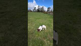 Springer Spaniel Puppy Hunting gundogtraining puppy dogtraining [upl. by Tahpos]