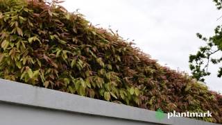 Waterhousea floribunda Weeping Lilly Pilly at Plantmark Wholesale Nurseries [upl. by Panthia]