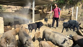 Jhony cares for and prevents disease in his wild boar farm pigs [upl. by Shu274]