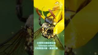 蜜蜂採蜜 Bees collect honey [upl. by Aiuqcaj]