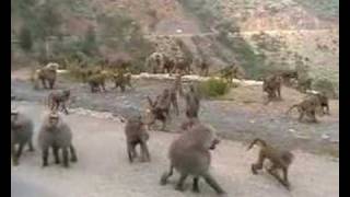 BABOONS IN ERITREA [upl. by Eintirb]