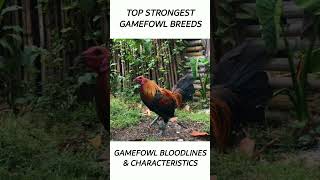 Top Gamefowl of the year 2024 short gamefowl rooster [upl. by Llennol91]