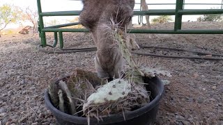 Pair Of Camels Enjoy Eating Spiky Cacti [upl. by Akkahs]