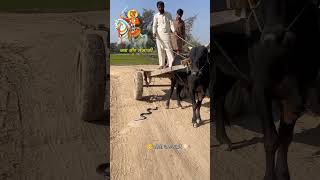 stutas tejaji tarding tejajimaharaj newpost temple viral farming rajasthan gau sanx [upl. by Aicercul306]