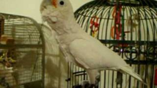 Goffin Cockatoo Parrot that really loves to sing and dance [upl. by Drareg789]