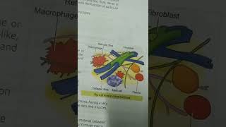 Areolar connective tissue [upl. by Det459]