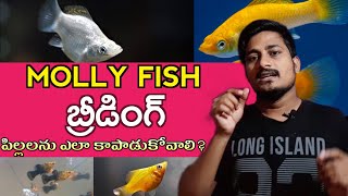 Molly Fish Breeding  How to Breed Molly Fish  Mollies Fish breeding  Full Details  in Telugu [upl. by Yruoc686]