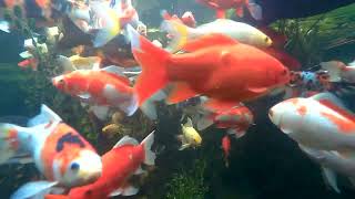 koi and goldfish pond 240702 gatorcam2 [upl. by Hayifas]