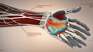 quotFascial Retinacular System in the Hand Exploring Normal Anatomy and Diseasequot [upl. by Cherice]