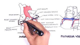 Clinical Anatomy  Cardiac Coronary Vessels left and right coronary artery venous sinus [upl. by Lambert]