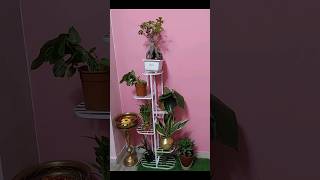 Tiered Plant stand plants Plant decoration shorts ytshorts [upl. by Aroda56]