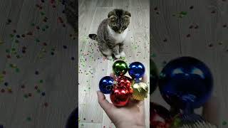 Cat barsik reverse video cat catvideos billi [upl. by Ailehs178]