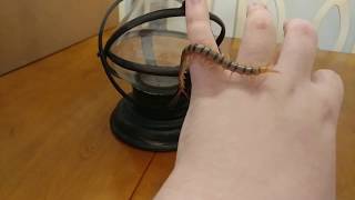 Scolopendra polymorpha Tiger Centipede Handling and Bite [upl. by Annahoj]