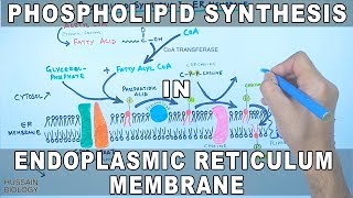 Phospholipid Synthesis in Endoplasmic Reticulum Membrane [upl. by Yaral]