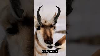 Why Do Pronghorn Antelopes Shed Their Horns shorts [upl. by Erine]