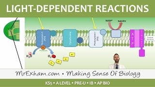 Photosynthesis  Lightdependent Stage  Post 16 Biology A Level PreU IB AP Bio [upl. by Saunder]