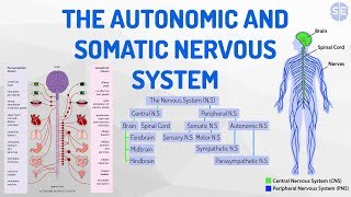 Psychology The Nervous System 08 The Autonomic And Somatic Nervous System [upl. by Eceinhoj]