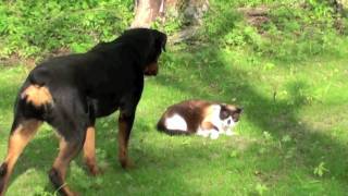 Cat vs Rottweiler  NEW [upl. by Liliane]