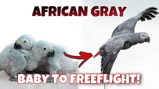 BABY TO FREEFLIGHT AFRICAN GRAY PARROT [upl. by Mehala118]