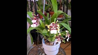 Orchid community pot cambria Barocco red and the Colmanara painter Tropic jungle [upl. by Lezti]