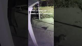 FERAL CAT MEETS UP WITH WILD OPOSSUM [upl. by Gabrielle919]