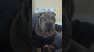 Cute wrinkly puppy dogshorts sharpei puppyvideos [upl. by Asilrac901]