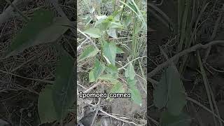 Ipomoea carnea shorts shortsvideo shortvideo short trendingshorts [upl. by Adnulahs680]