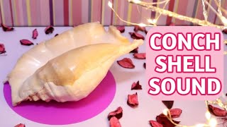 Conch Shell Sound  Calming Effect Reduce stress Meditation Therapy Focus Sleep [upl. by Olyhs]