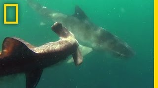 Tiger Shark vs Hammerhead Shark  National Geographic [upl. by Anyrak667]