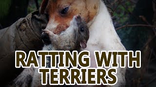 Ratting  Working Terrier [upl. by Atires]