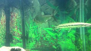 Predatory Fish tank Feeding Gars fight for fish [upl. by Robma]