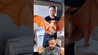 Charizard da vida real Biólogo Henrique explica [upl. by Ahsienet]