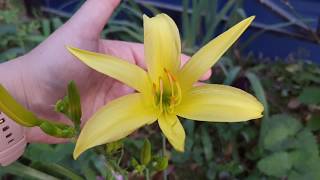 Hemerocallis Citrina [upl. by Nalaf]