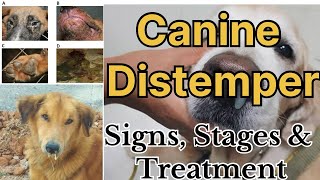 Canine Distemper in Dogs All stages with signs and possible treatment options by Dr Sk Mishra [upl. by Engleman]