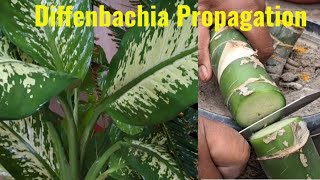 Simplest way to propagate Diffenbachia plant trending gardening [upl. by Nosrac]