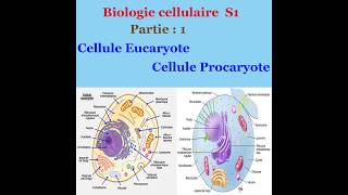 Biologie cellulaire partie 1 Cellule Eucaryote et cellule Procaryote [upl. by Barram]