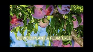 Planting our ￼ Methley Plum tree [upl. by Desai]