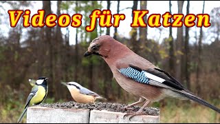 Vögel für Katze  Ein Vogelvideo für Katzen zum Anschauen [upl. by Valtin]