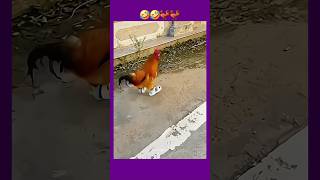 Bring me my shoes 😂 shorts funny viral [upl. by Turk]