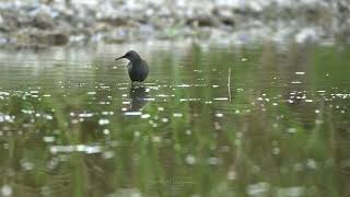 Water Rail Rallus aquaticus  ლაინა [upl. by Lamoree444]