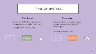 Dominant vs Recessive Epistasis [upl. by Carter]