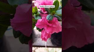 Azalea flower azaleas 😍😍😍flowers shorts ytshorts viralvideo cover [upl. by Ahsatan364]