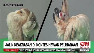 Pesona Burung Macaw Si Eksotis Harga Fantastis  REDAKSI PAGI 291124 [upl. by Enitsrik]