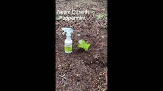 Smart Growers Neem  Peppermint Spray Organic Solution for PestFree Plants [upl. by Bernadette]