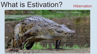 What Is Estivation  Hibernation [upl. by Cheri]